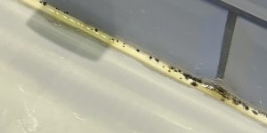 Fuge med sorte pletter